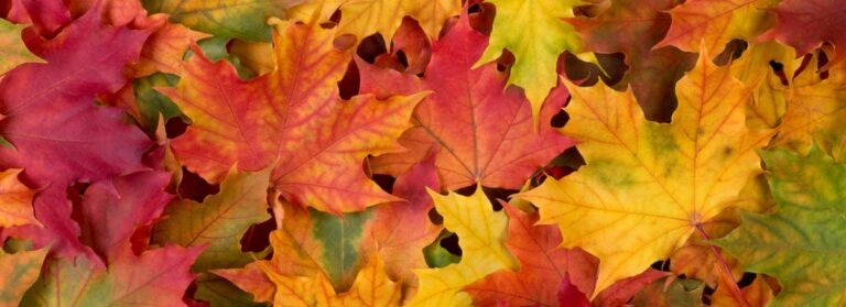 Don’t Let Falling Leaves Destroy Your Roof This Fall