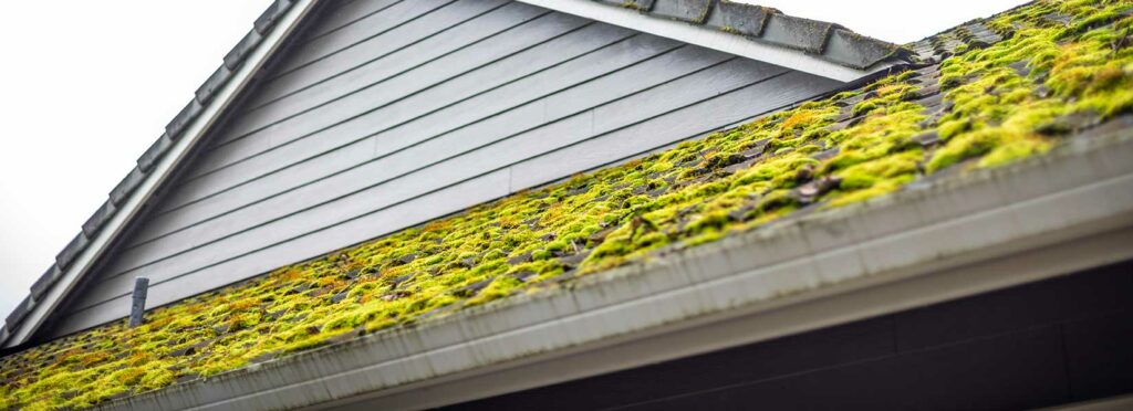 Moss covered the shingle roof