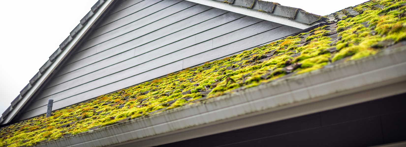 How Much Damage Can Moss Cause To My Roof? Lanier Roofing