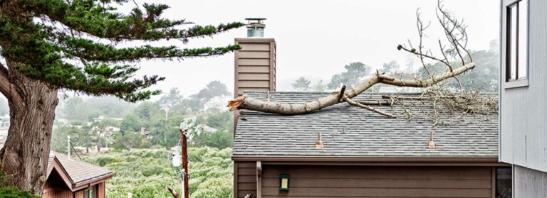 Branch Falls on Your Roof