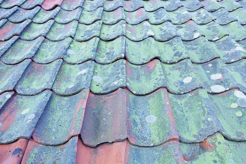 How Greenville’s Humid Climate Affects Roof Shingles