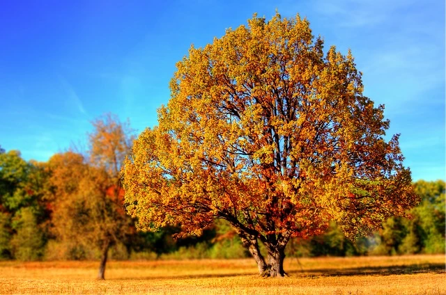 3 Reasons Why Fall is the Best Time for a New Roof Roofing Contractor in Greenville, SC
